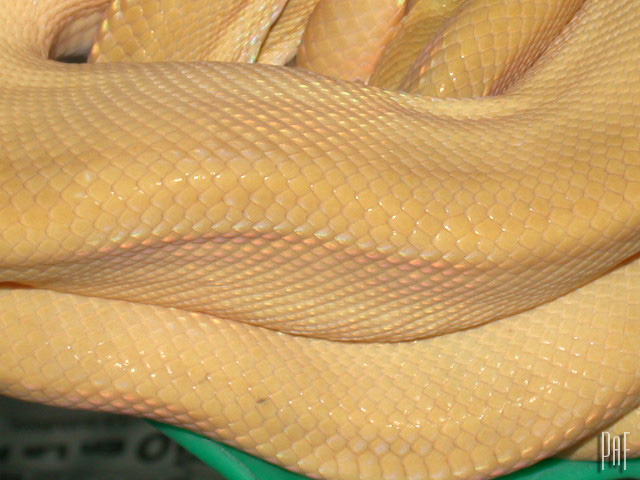 corallus hortulanus