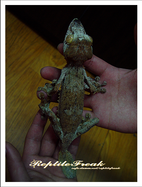 Is this a Henkel or a Giant?
