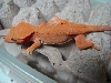 What kind of crested?