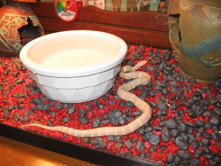 my baby albino california king