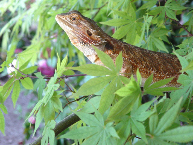 Georgia Springtime