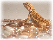 Georgia Girl little "Razzle Dazzle"