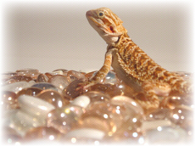 Georgia Girl little "Razzle Dazzle"