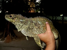 PHILIPPINE SAILFIN LIZARD