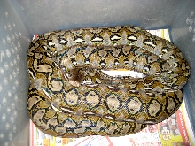 buyoyong