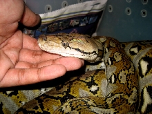 buyoyong