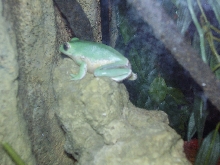 Flash