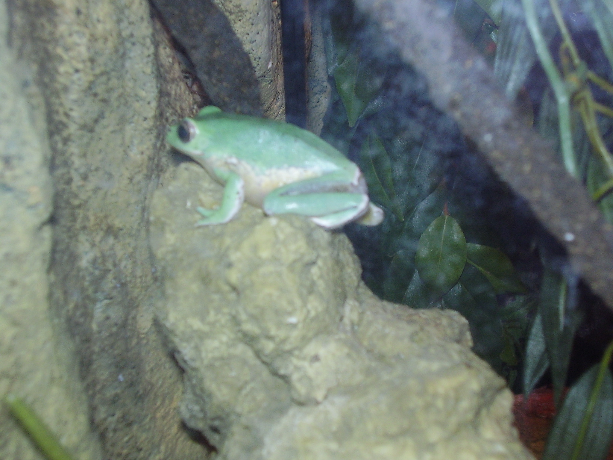 Flash
