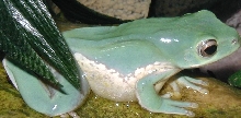 Tree Frog