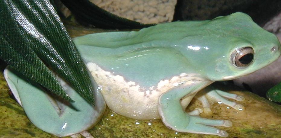 Tree Frog