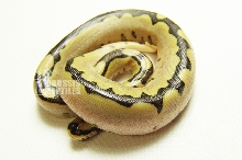 3a