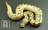bumblebee het pied1a