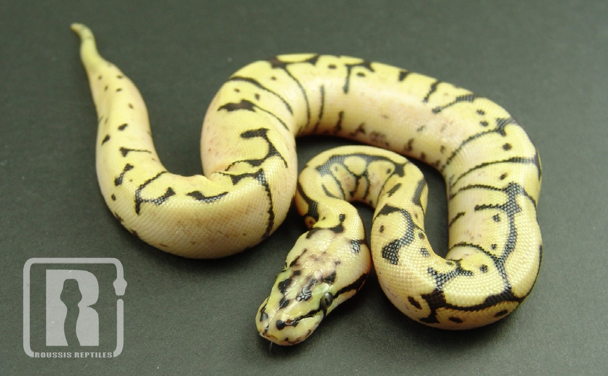 bumblebee het pied1a