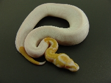 roussis albino pied