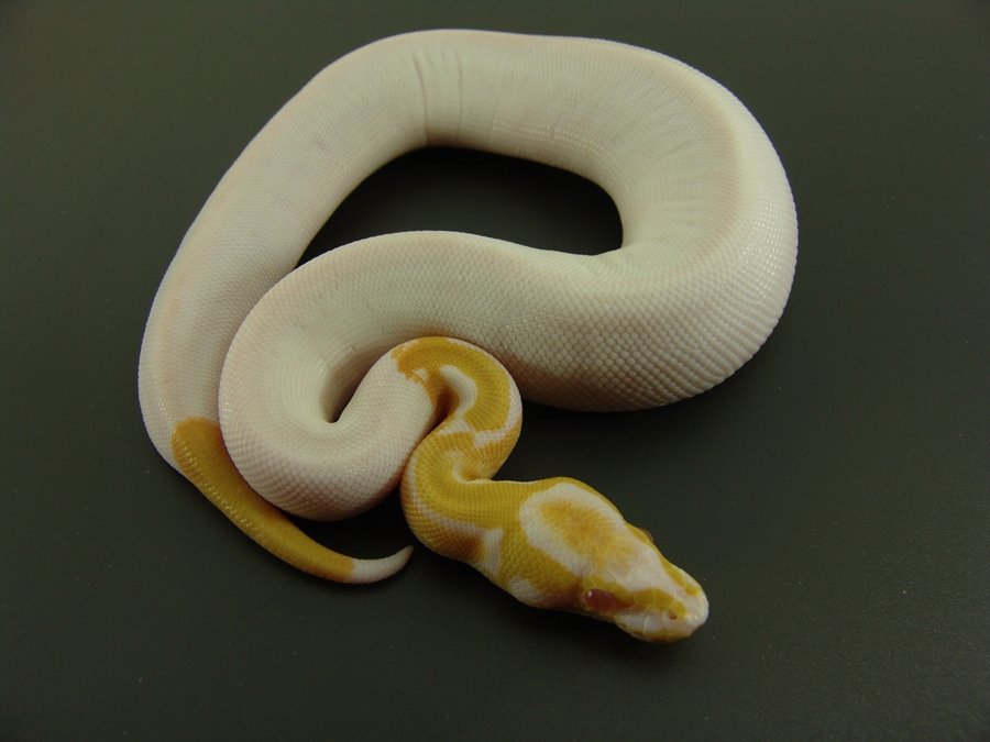 roussis albino pied