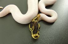 funky pied