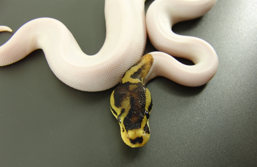 funky pied