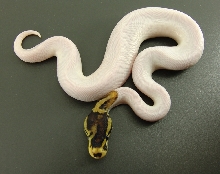 funky pied 2