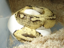 pstpieon eggs