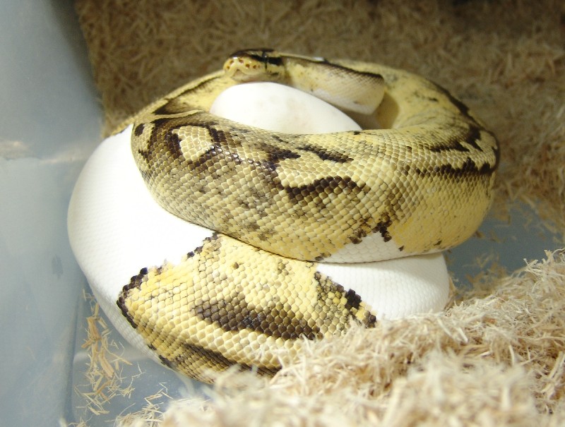 pstpieon eggs