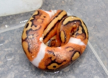 piedx
