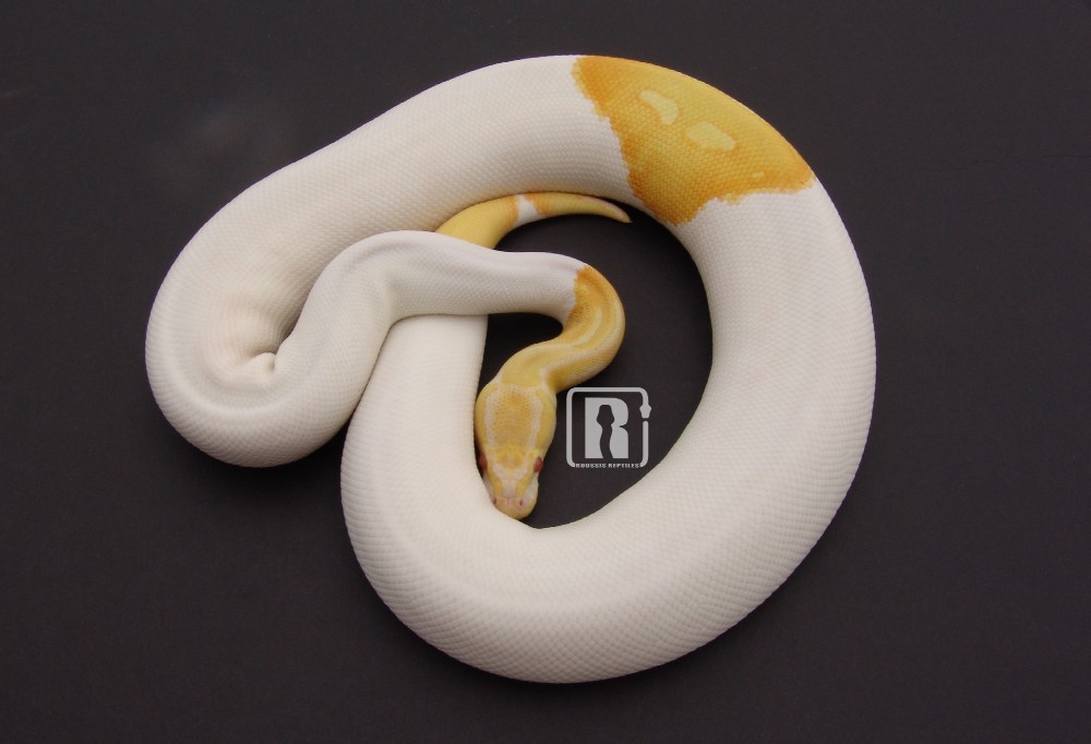 albino pied yearling