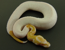 Albino Pied