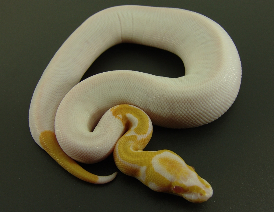 Albino Pied