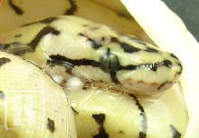 Bumblebee het pied1