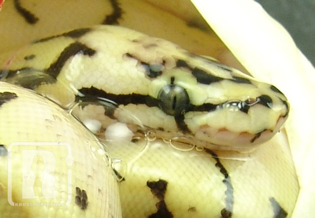 Bumblebee het pied1
