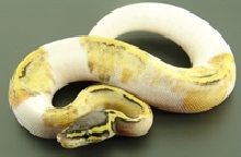 super pastel pied