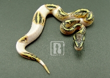 pastel pied