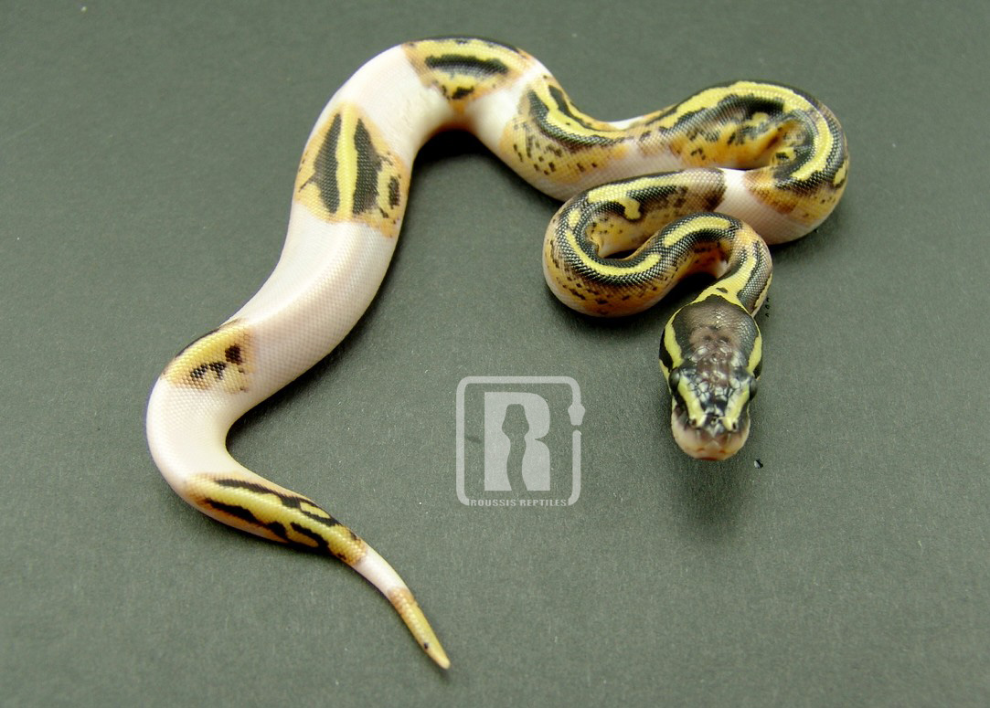 pastel pied