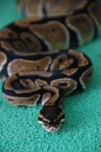 Dorian