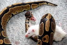 Going in for the kill