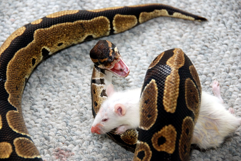 Going in for the kill
