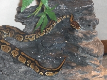 What kind of Python is she?