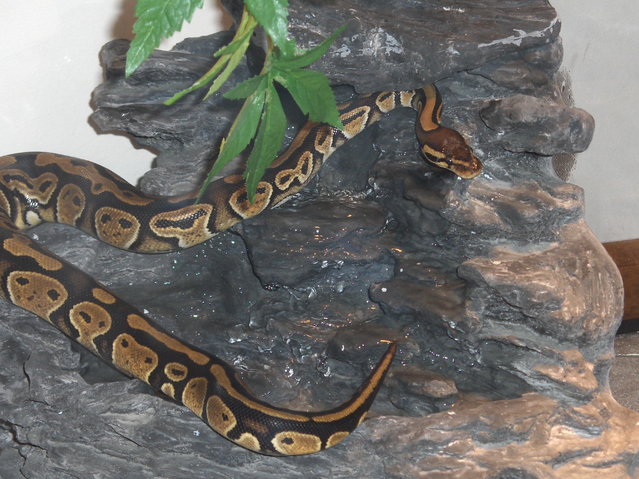 What kind of Python is she?