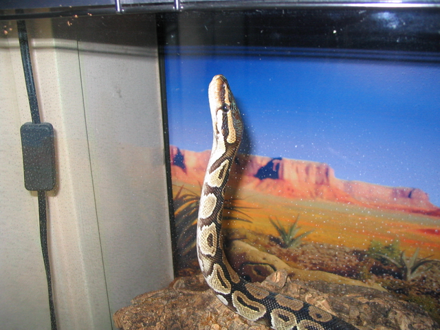 Cobra wannabe