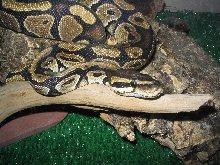 Damian in his tank