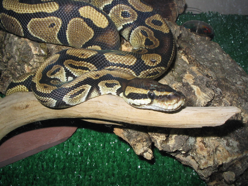 Damian in his tank