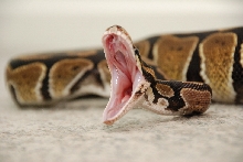 Dorian 'yawning'