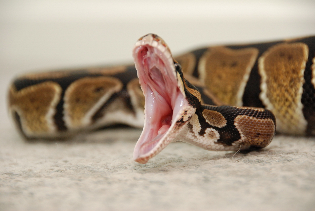 Dorian 'yawning'