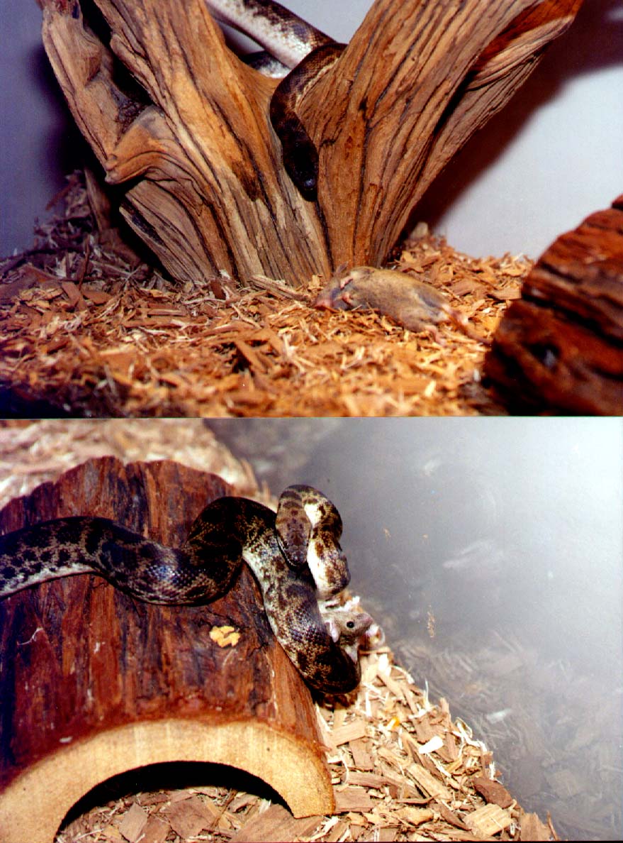 Nikkita' first meal