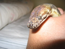 Nikkita in my hand