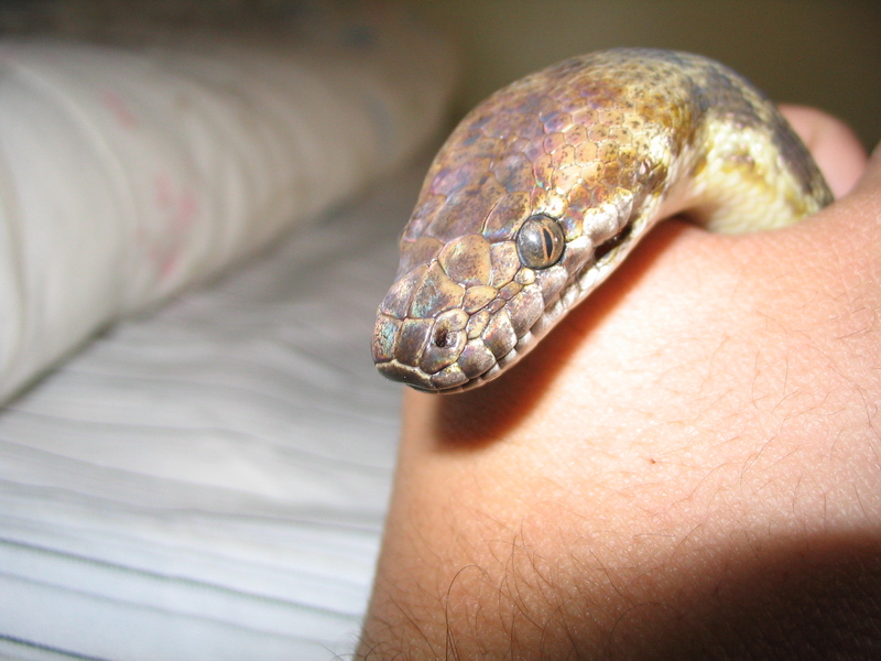 Nikkita in my hand