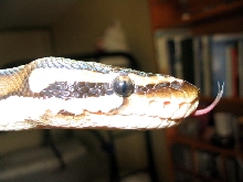 Close-up of Damian