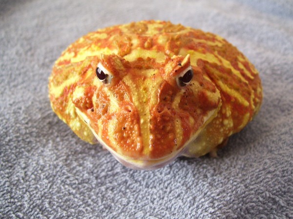 pacman frog