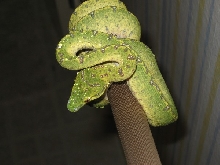 green tree python