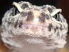 gecko